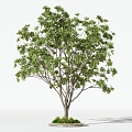 Trees Arbor 3d model