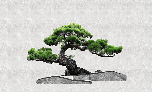 New Chinese Pine Luo Han Pine 3d model