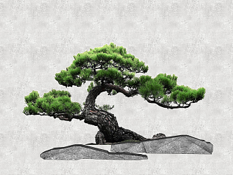 New Chinese Pine Luo Han Pine 3d model