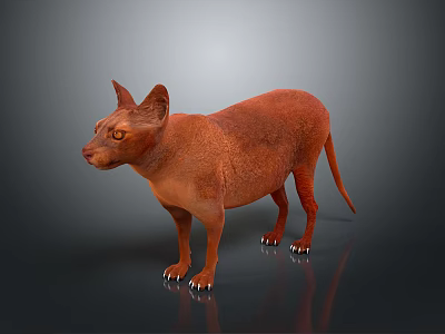 3D Model of Realistic Brown Hairless Sphynx Cat Standing On Dark Background 3d model