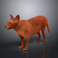 3D Model of Realistic Brown Hairless Sphynx Cat Standing On Dark Background