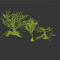 Three Bare Trees Featuring Exposed Roots Against White Background With Ground Reflections