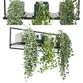 Stylish Hanging Basket Plants With Lush Trailing Foliage On Indoor Decorative Shelf