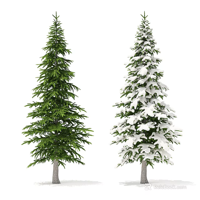 Tall Green And Snow Covered Evergreen Trees In Natural Outdoor Environment 3d model 