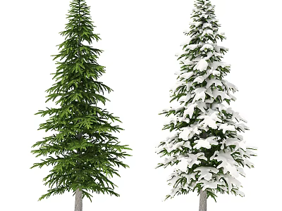 Tall Green And Snow Covered Evergreen Trees In Natural Outdoor Environment 3d model