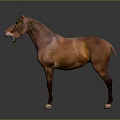 Realistic Brown Horse Standing Gracefully Against Dark Background With White Hooves