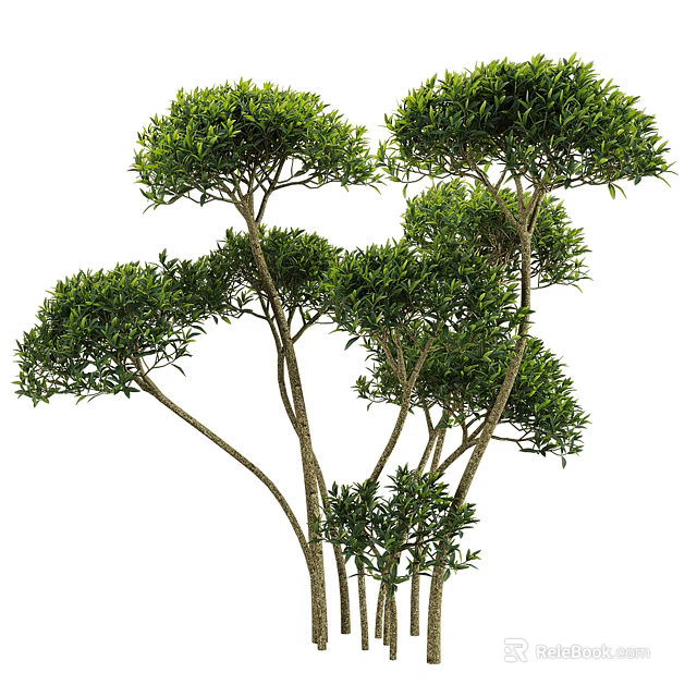 Lush shrubs exhibiting natural growth with slender trunks and clustered green leaves 3d model 