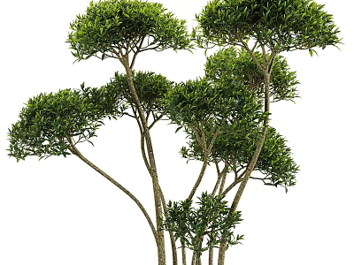 Lush shrubs exhibiting natural growth with slender trunks and clustered green leaves 3d model