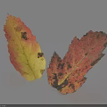Two Spotted Autumn Leaves With Red Yellow Tones On Light Background And Shadows