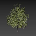 Tall Deciduous Tree with Lush Green Foliage and Brown Trunk Isolated Against Black Background