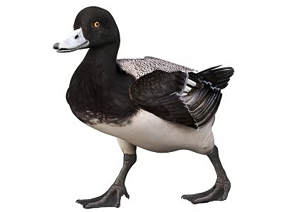 Black And White Duck Standing With Detailed Feathers White Beak And Orange Eyes 3d model