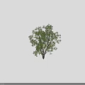 Tall Tree With Lush Green Foliage And Trunk Next To Silhouette Figure