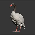 Beautiful White Bird With Black Neck Red Beak Pink Legs Standing On Dark Reflective Background