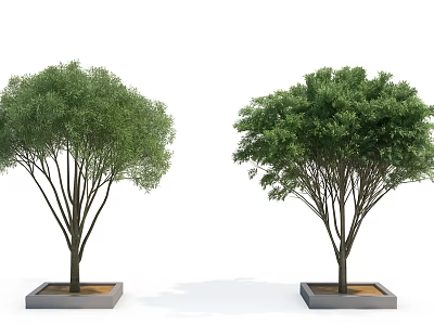 Two Trees with Lush Green Foliage in Square Concrete Planters for Outdoor Decorative Landscaping 3d model