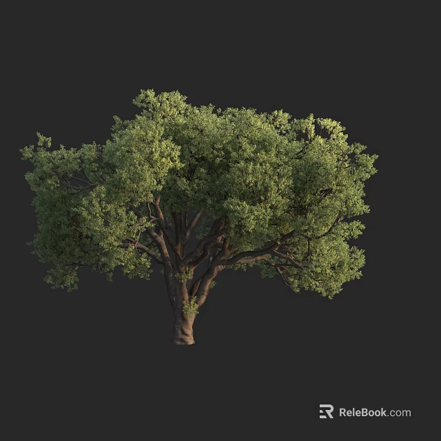 Lush Green Tree with Dense Foliage and Thick Trunk Against Dark Background 3d model 