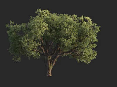 Lush Green Tree with Dense Foliage and Thick Trunk Against Dark Background 3d model