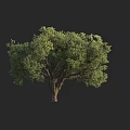 Lush Green Tree with Dense Foliage and Thick Trunk Against Dark Background 3d model