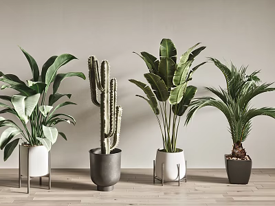 Indoor Decorative Potted Plants With Various Green Leafy Cactus And Palm Types In Stylish Pots 3d model