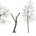 Four Bare Arbor Trees With Various Trunk And Branch Shapes On White Background