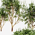 Lush Green Arbors with Dense Foliage Multiple Trunks and Surrounding Low Shrubs