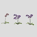 Purple And Pink Orchid Plants With Green Leaves Arranged In A Line