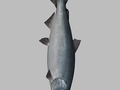 Whole Fresh Salmon Fish as Premium Seafood Ingredient for Healthy Meal Preparation 3d model