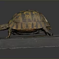 Turtle Cartoon Turtle Snapping Turtle Chickbill Turtle Reptile Cold Blooded Animal Reptile Class 3d model