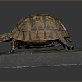 Turtle Turtle Cartoon Turtle Snapping Turtle Chickbill Turtle Reptile Cold Blooded Animal Reptile Reptile Class 3d model