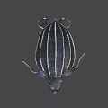 Baby Sea Turtle With Black And White Stripes Swimming Gracefully In Water
