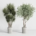 Indoor Potted Plants With Various Green Foliage In White Planters For Home Decoration