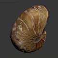 Nautilus Spiral Shell With Orange And White Texture On Dark Background
