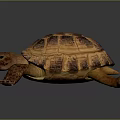 Realistic Tortoise With Brown Yellow Shell And Detailed Textured Skin On Dark Background