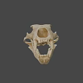 Detailed 3D Animal Skull Model With Sharp Teeth And Bone Structure