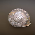 Natural Textured Snail Shell With Spiral Pattern And Earthy Tones 3d model