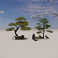 Bonsai Arbor Trees With Curved Trunks Green Foliage Stones And Pebbles