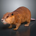 Realistic Beaver 3D Model With Brown Fur Standing On Dark Background 3d model