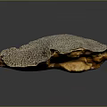 Natural Honeycomb Coral Fossil With Intricate Textured Surface On Dark Background