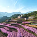Beautiful Scenic Landscape Of Purple Flower Terraced Fields With Green Mountains And Traditional Houses