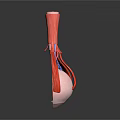 Detailed Human Eye Anatomy Model Showing Internal Structures And Blood Vessels
