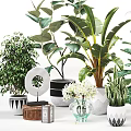 Various Bonsai Potted Plants With Decorative Pots For Indoor Home Decoration