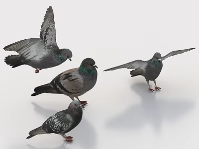 Gray Pigeons with Spread Wings Standing in Group on White Surface 3d model