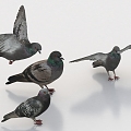 Pigeon Bird Bird Bird Peace Pigeon 3d model