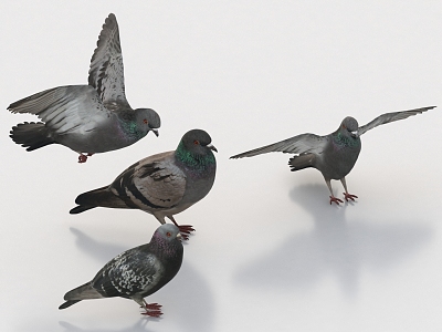 Pigeon Bird Peace Pigeon 3d model