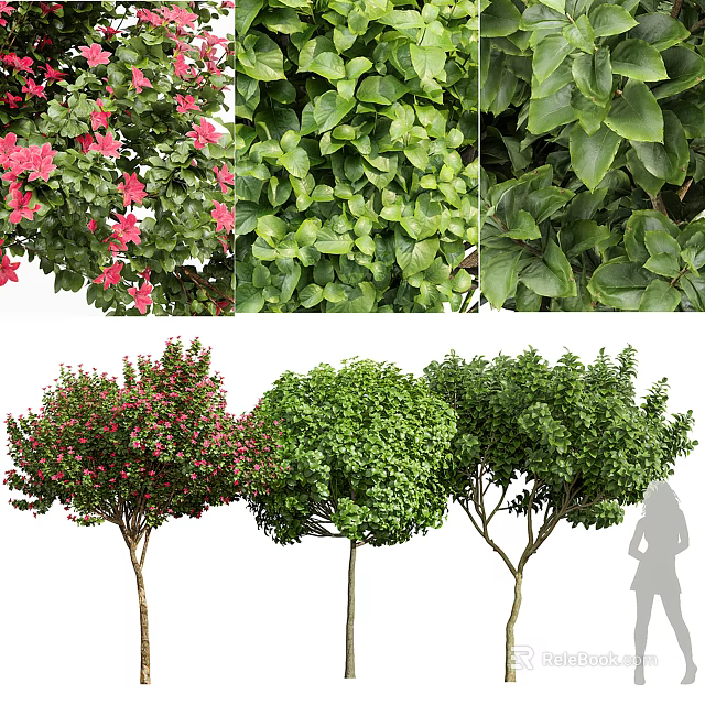 Diverse Arbor Trees With Pink Flowers Lush Green Foliage And Shapely Crowns 3d model 