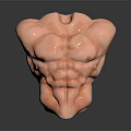 Muscular Torso Model With Well Defined Abdominal Muscles And Chest Muscles