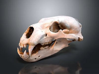 Large Predator Animal Skull With Sharp Teeth On Dark Background And Reflection 3d model
