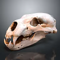 Large Predator Animal Skull With Sharp Teeth On Dark Background And Reflection 3d model
