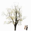 Tall Arbor With Fresh Green Leaves And Two People Walking Outdoors