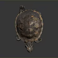Turtle with patterned brown and orange shell resting on dark smooth surface with reflection