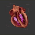 Heart Heart Model Human Heart Heart Anatomy 3d model